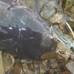 なまず→バス→なまず