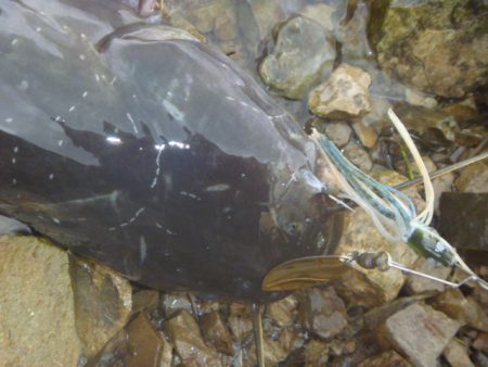 なまず→バス→なまず