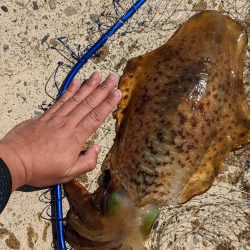 春イカリベンジ