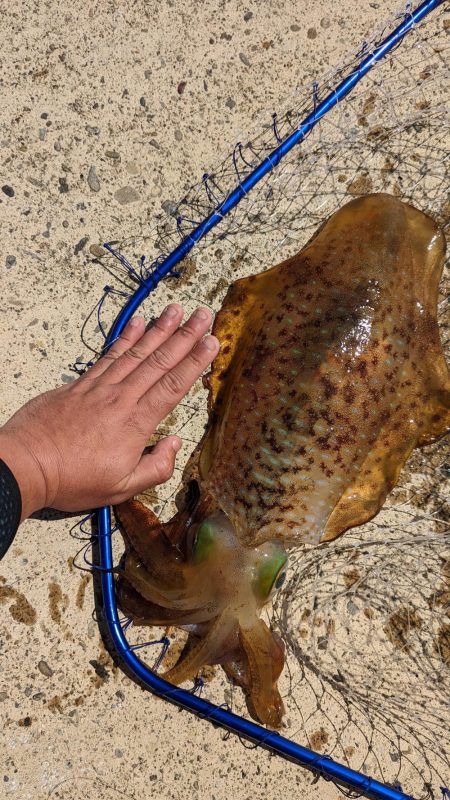 春イカリベンジ