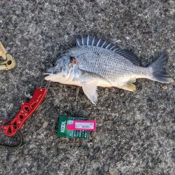 南港大橋２時間勝負!