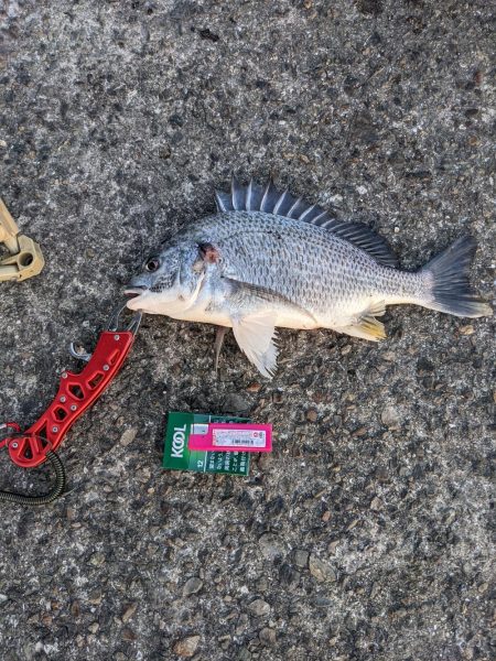 南港大橋２時間勝負!