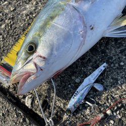 公式公認　初投稿！　メジロ！