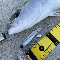 徳島市内でハマチゲット！