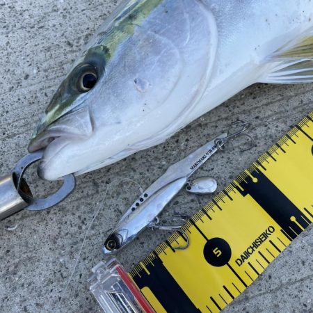 徳島市内でハマチゲット！