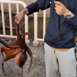 今年初タコ2キロ