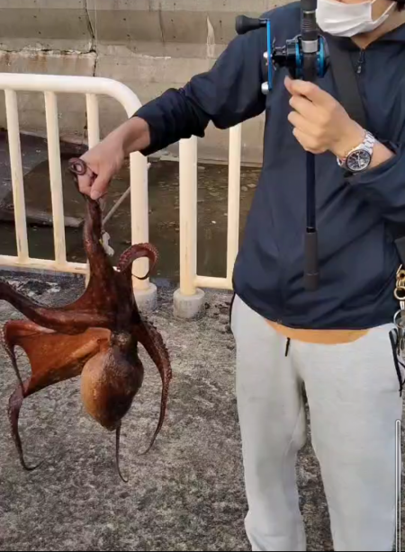 今年初タコ2キロ