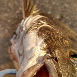 チヌの産休終わり？