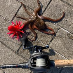 何とか新子1杯。まだ蛸も早いかな。。。