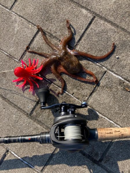 何とか新子1杯。まだ蛸も早いかな。。。