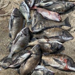 大量チヌ