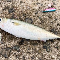 サバゲー開始？で、青物どこー！？