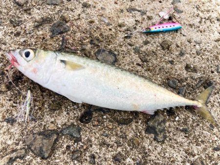 サバゲー開始？で、青物どこー！？