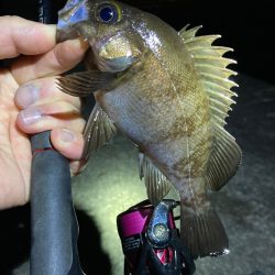 メバル好調です