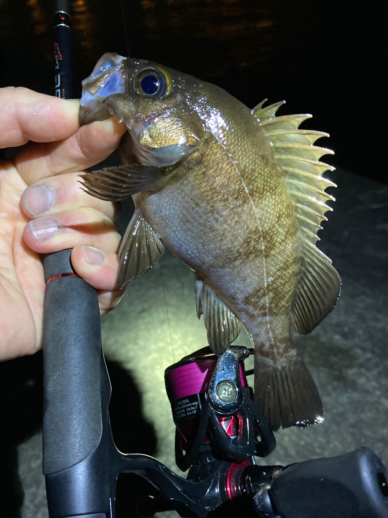 メバル好調です