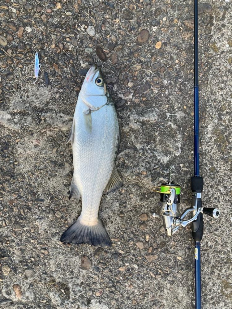 小ぶりな三目魚