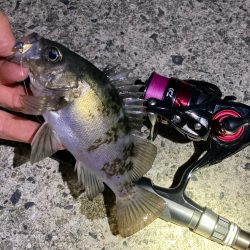 GWメバリング第一弾