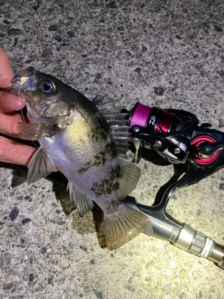 GWメバリング第一弾