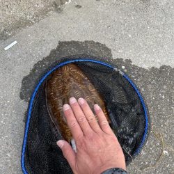 エギング　初捕獲！