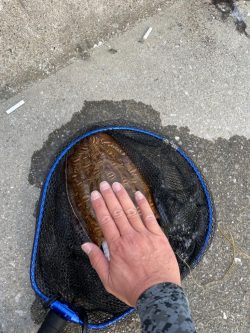 エギング　初捕獲！