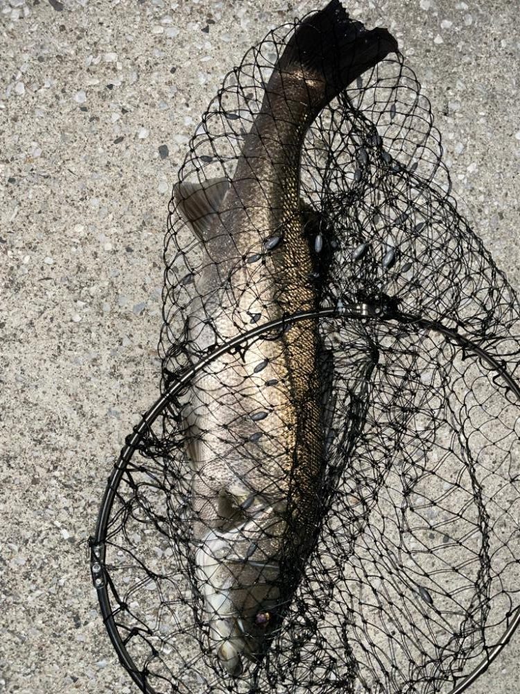 70upのシーバスとメタボ体型のチヌ