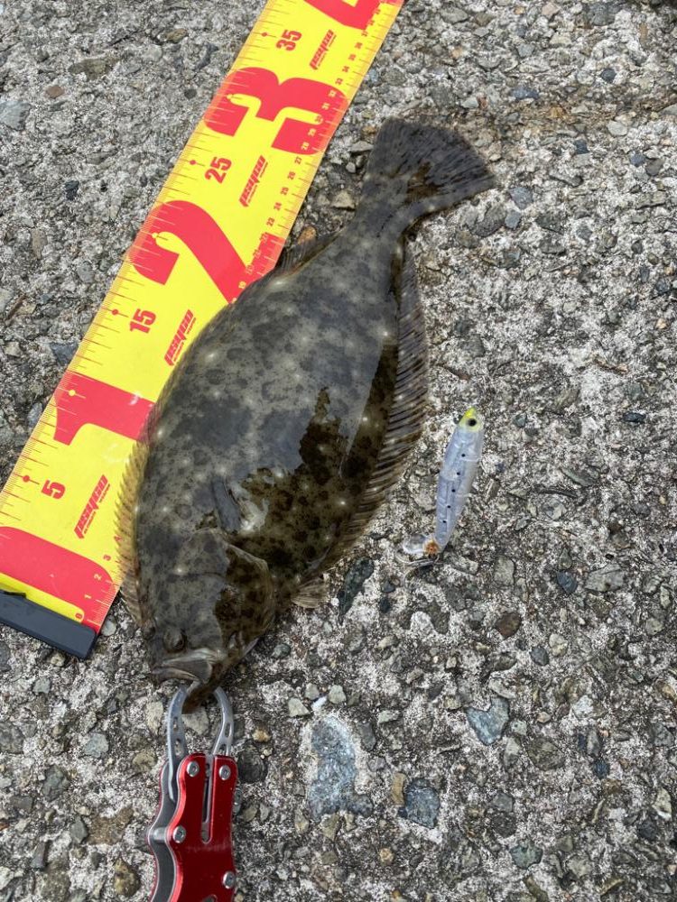 ヒラメ・ガシラ