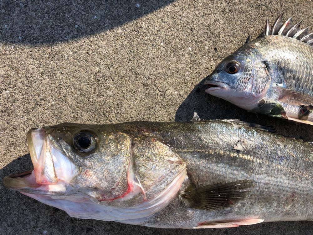 ポカポカのGW セイゴ釣り