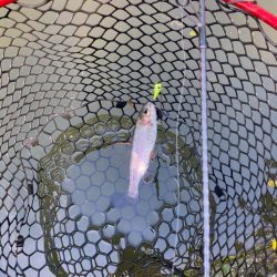 千早川マス釣り堀でトラウト！