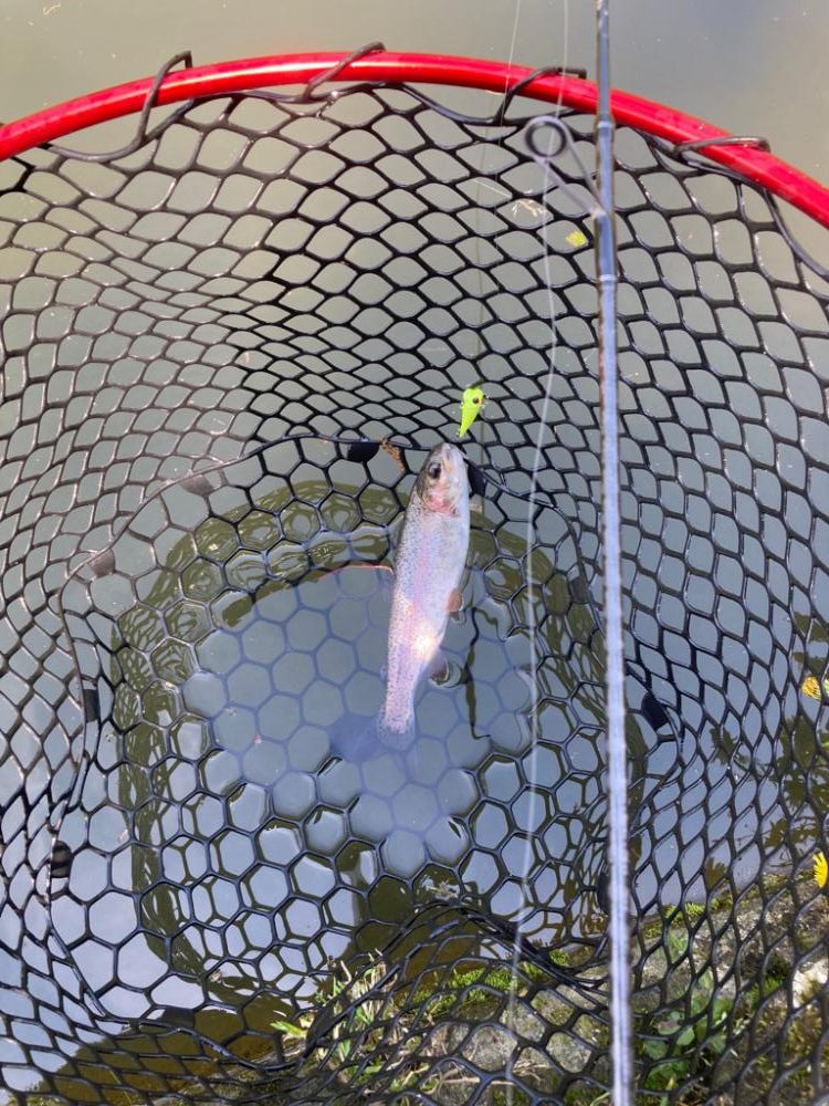 千早川マス釣り堀でトラウト！