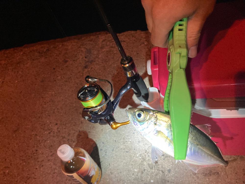 アジを探しています。