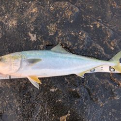 大阪で青物釣れてるが和歌山遠征