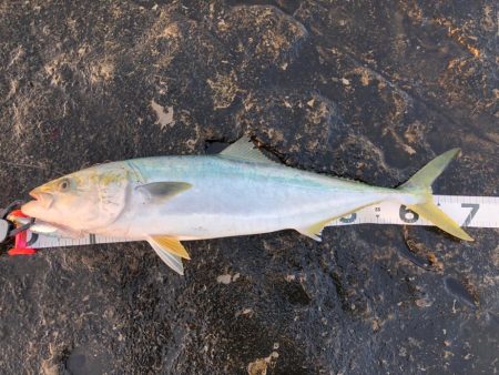 大阪で青物釣れてるが和歌山遠征