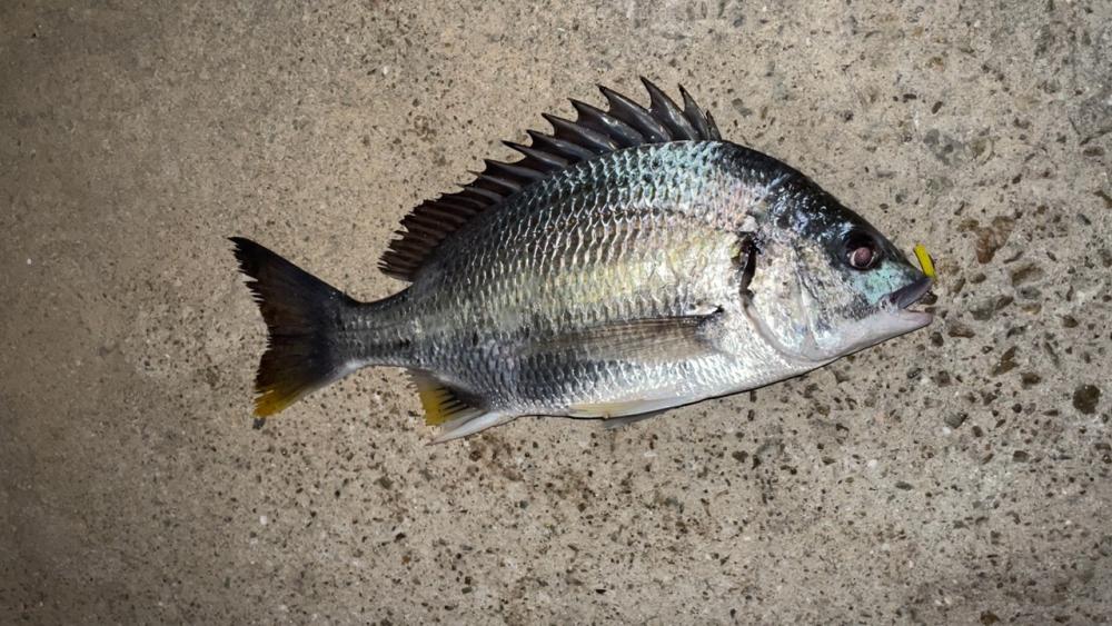 ホンマに渋い…