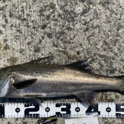 連日良型ハネ、スズキ狙い