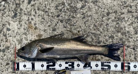 連日良型ハネ、スズキ狙い