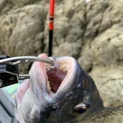 ノッコミチヌ最盛期