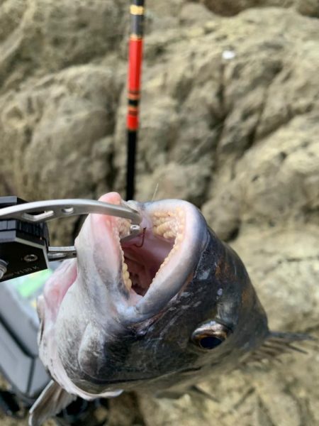 ノッコミチヌ最盛期