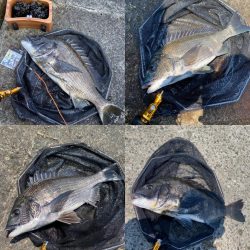 大阪北港チヌヘチ釣り