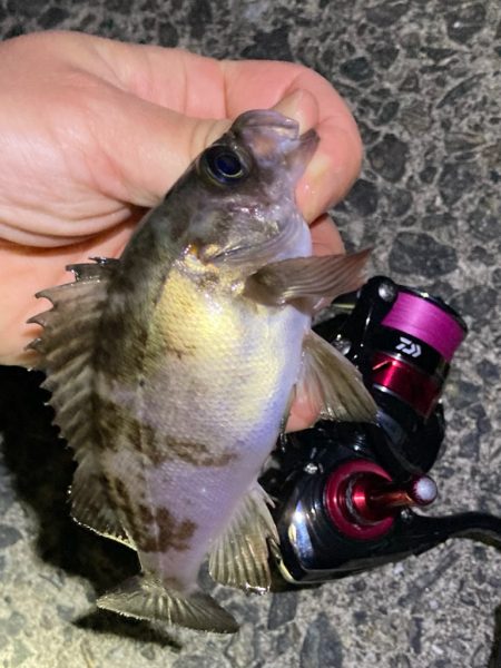 メバリングGW第二弾