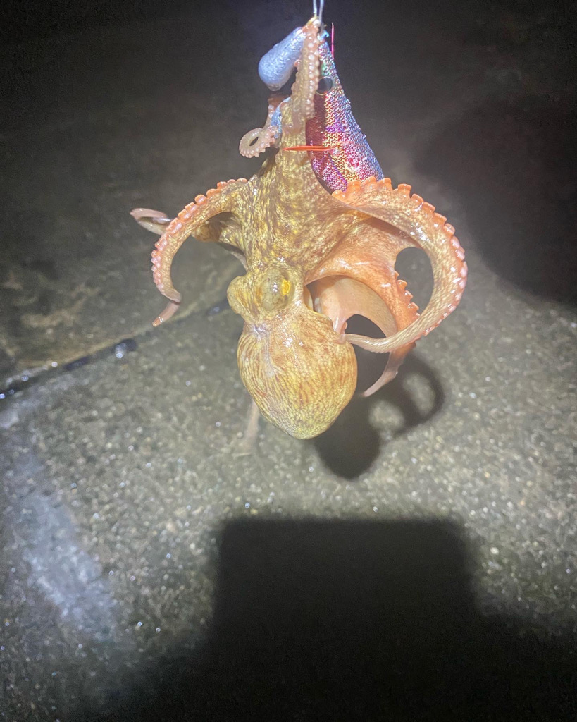 コウイカエギング