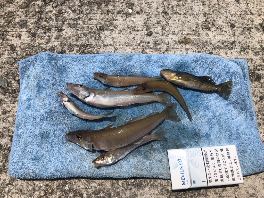 今年初のキス釣り