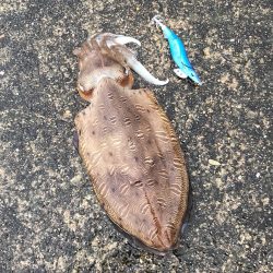 キロアップですが……