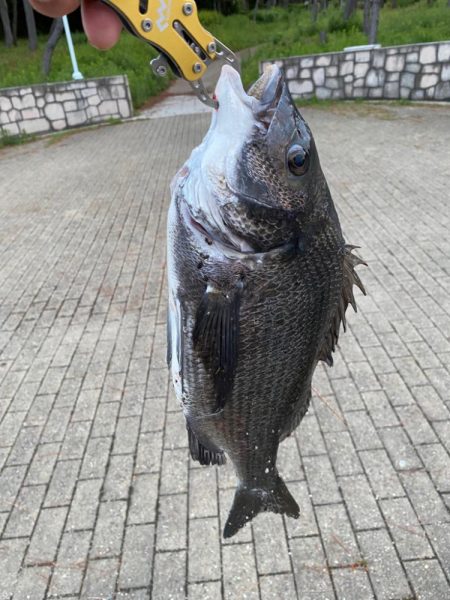 ヘチってきました