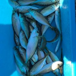 トリックサビキからのヒラメ！