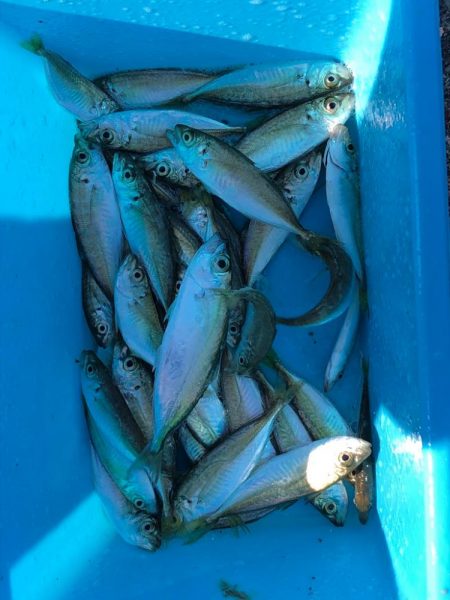 トリックサビキからのヒラメ！