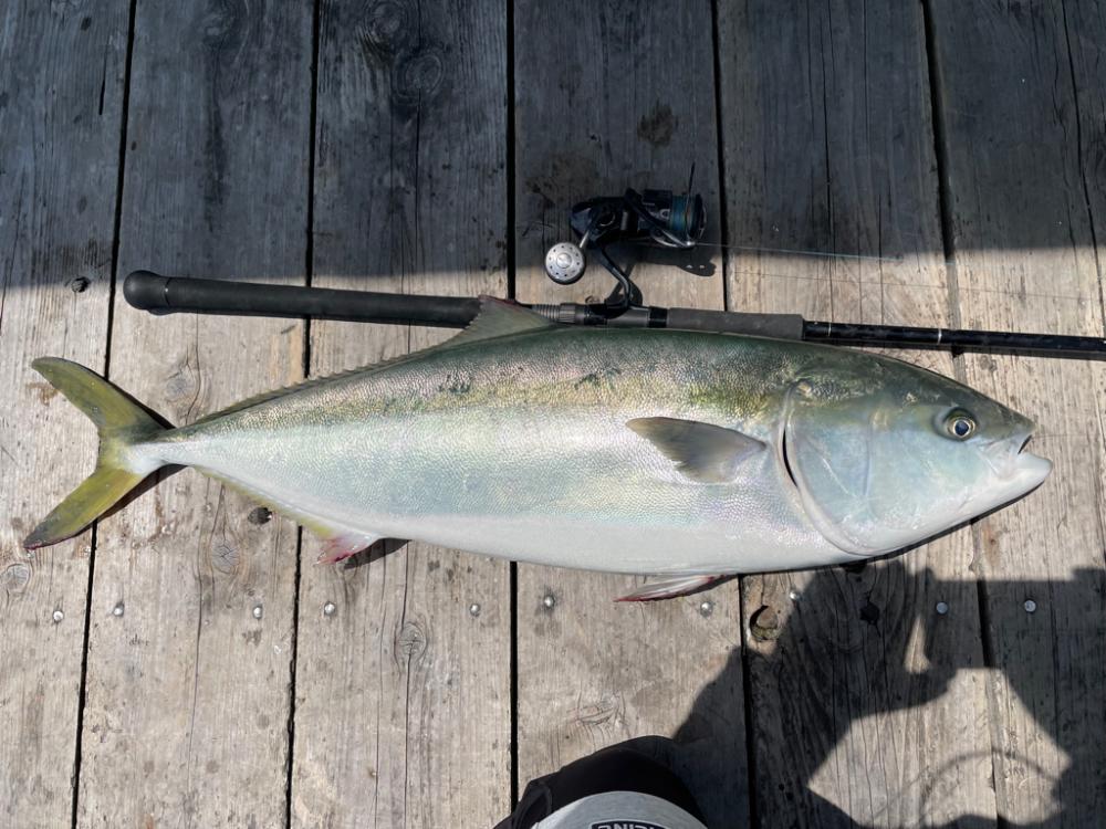 久しぶりの鰤！
