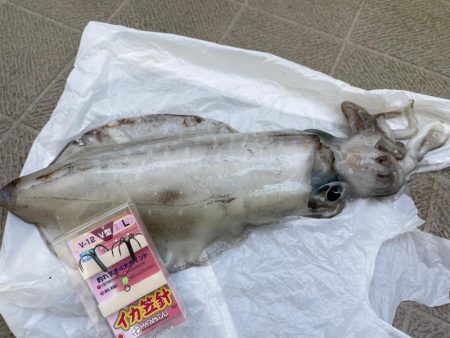 ボートから春イカ狙って