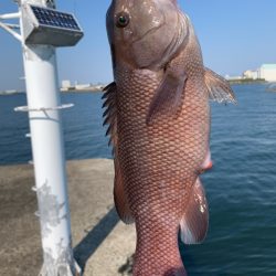 乗っ込みチヌはまだか…