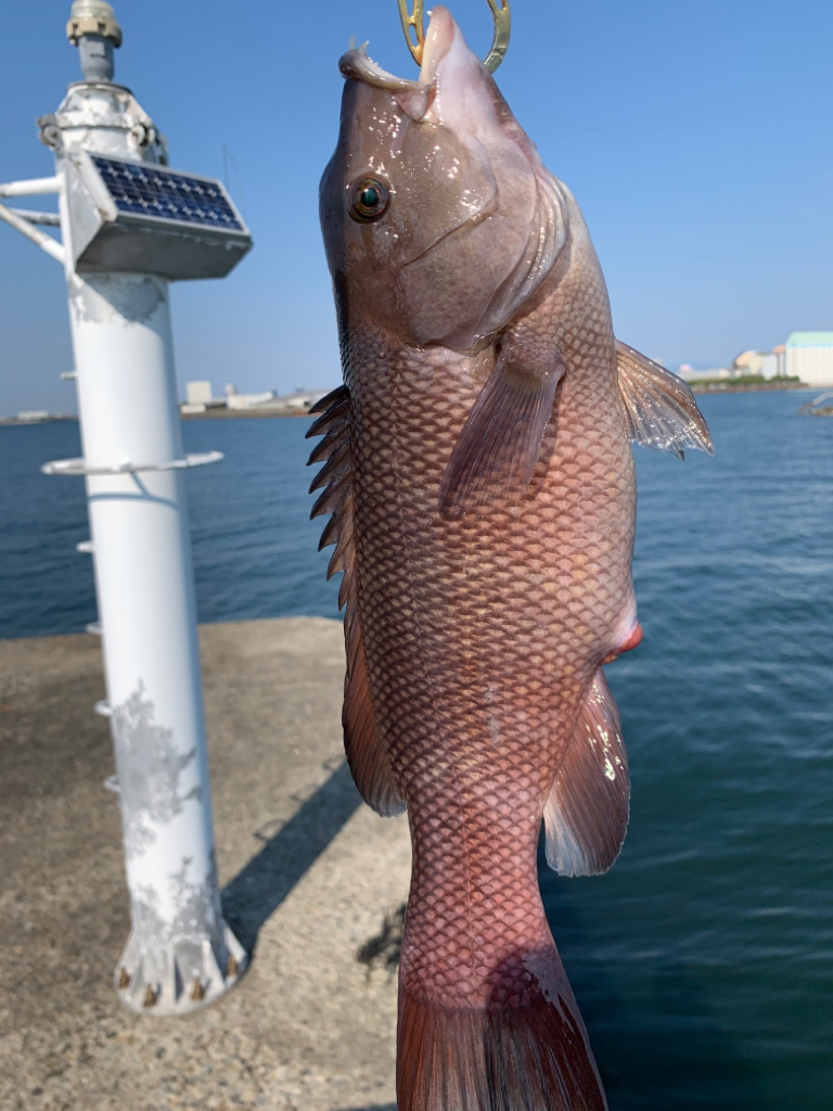 乗っ込みチヌはまだか…