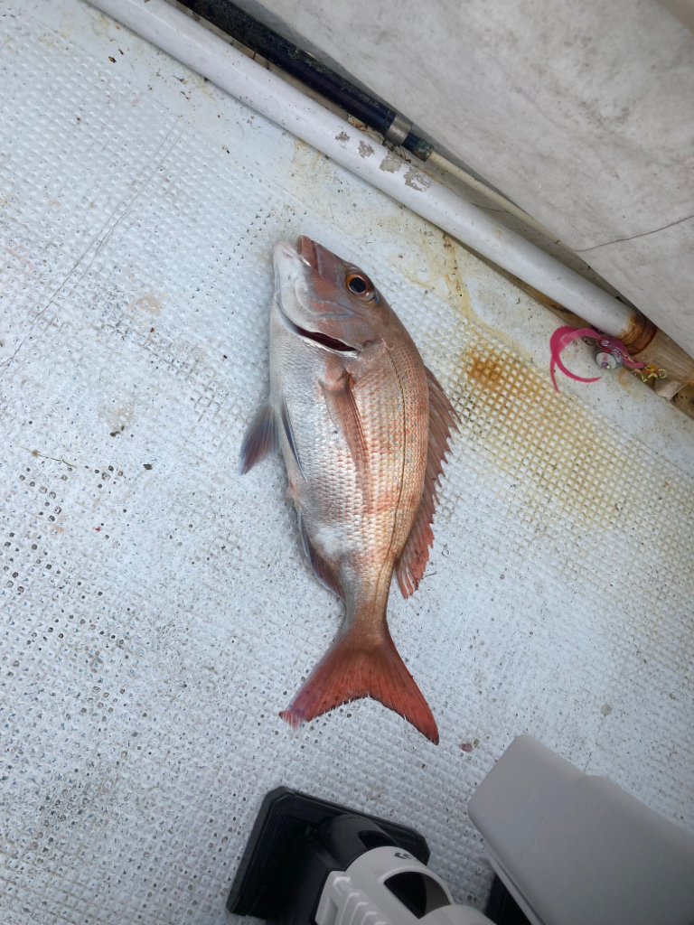 タイラバ13回目